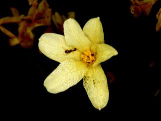 Narciso