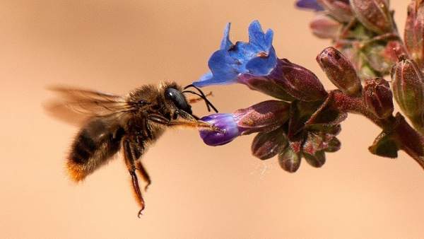 Abeja Abeja