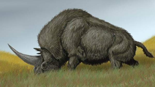 Elasmotherium Sibiricum Elasmotherium Sibiricum