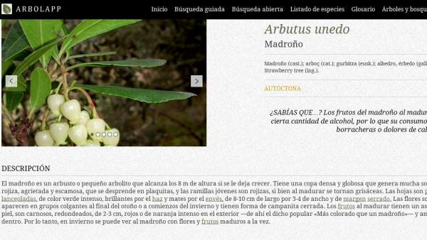 Madroño Madroño