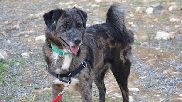 Perro en adopción Perro en adopción