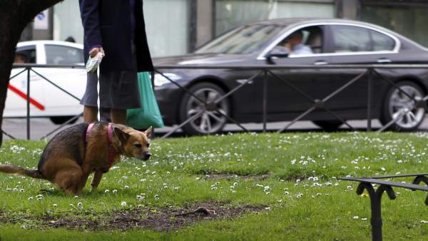 Perro haciendo caca Perro haciendo caca