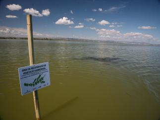 El Ayuntamiento facilitará la recuperación de vegetación sumergiada en Albufera