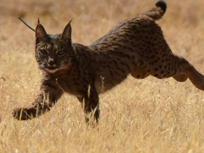 Un lince ibérico