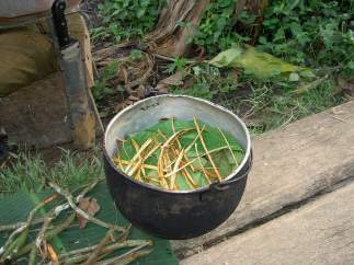 Ayahuasca o yagé