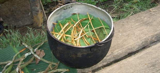 Ayahuasca o yagé