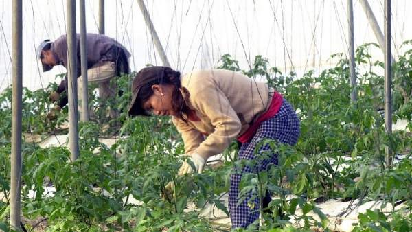 Mujeres trabajando en el campo Mujeres trabajando en el campo