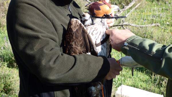Marcaje del águila perdiguera Marcaje del águila perdiguera