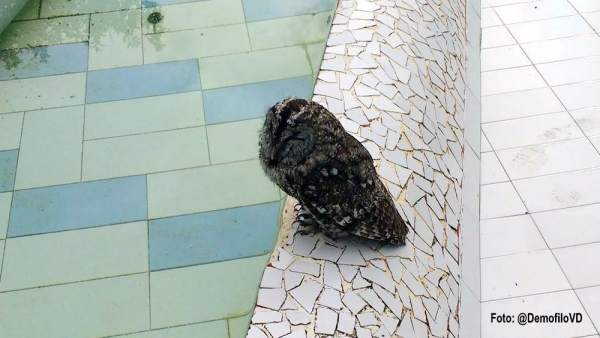 Buho encontrado en la Cartuja Buho encontrado en la Cartuja