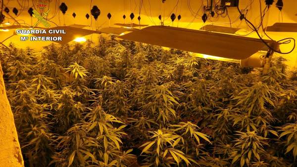 Invernadero clandestinos de marihuana Invernadero clandestinos de marihuana