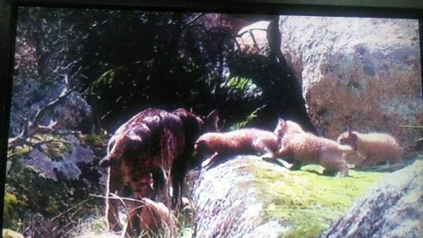 Linces Linces