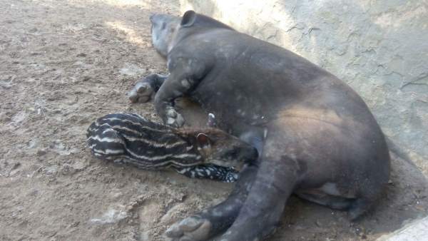 Ejemplar de Tapir en el Zoo de Jerez Ejemplar de Tapir en el Zoo de Jerez