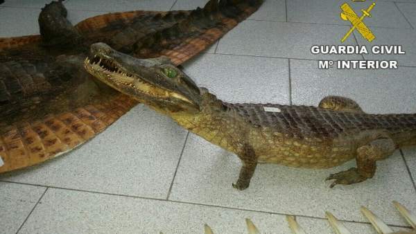 Caimanes disecados Caimanes disecados