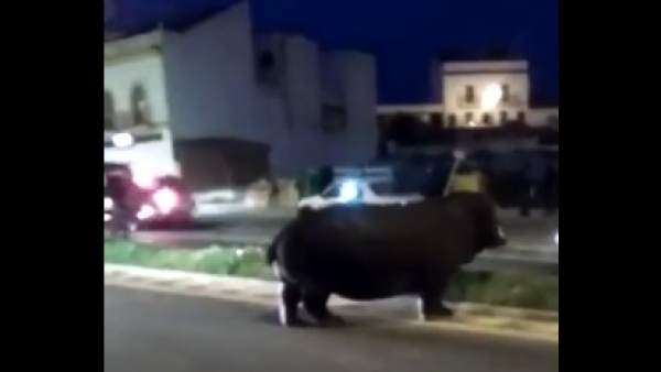 Un hipopótamo 'pasea' por Palos Un hipopótamo 'pasea' por Palos
