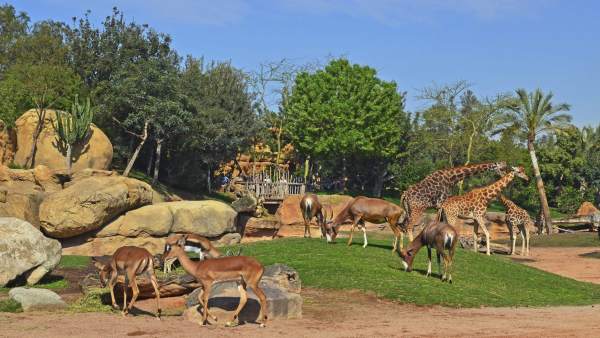 Antílopes en Bioparc Antílopes en Bioparc