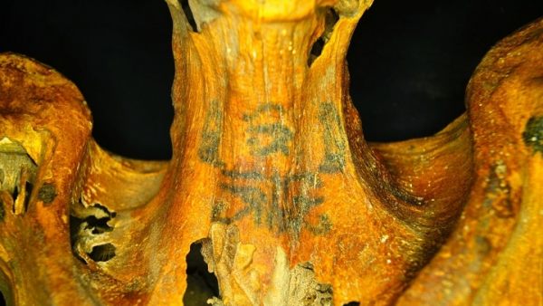 Momia cubierta de tatuajes Momia cubierta de tatuajes