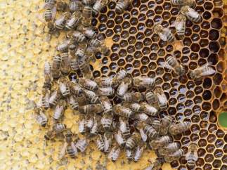 Un panal de abejas
