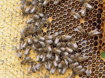 Un panal de abejas