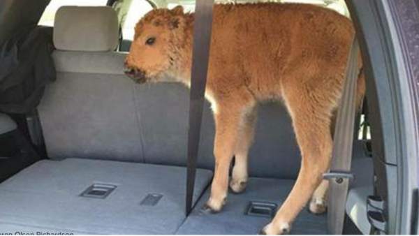 Sacrifican a una cria de bisonte en Yelowstone por culpa de dos turistas Sacrifican a una cria de bisonte en Yelowstone por culpa de dos turistas