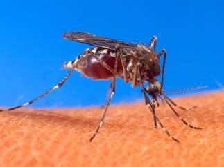 Aedes Aegypti