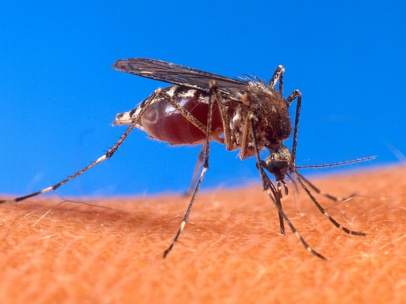 Aedes Aegypti