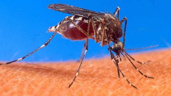 Aedes Aegypti Aedes Aegypti