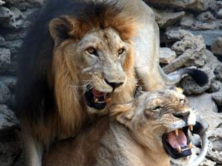 Pareja de leones