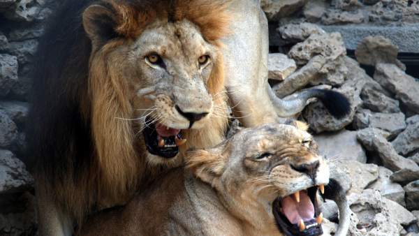 Pareja de leones Pareja de leones