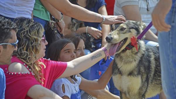 Uno de los perros en el desfile solidario Uno de los perros en el desfile solidario