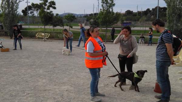 Escuela urbana de perros Escuela urbana de perros