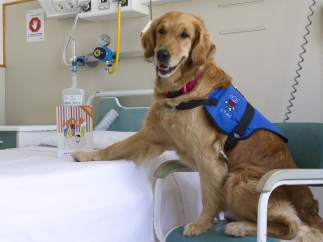 Terapias asistidas con perros en el Hospital