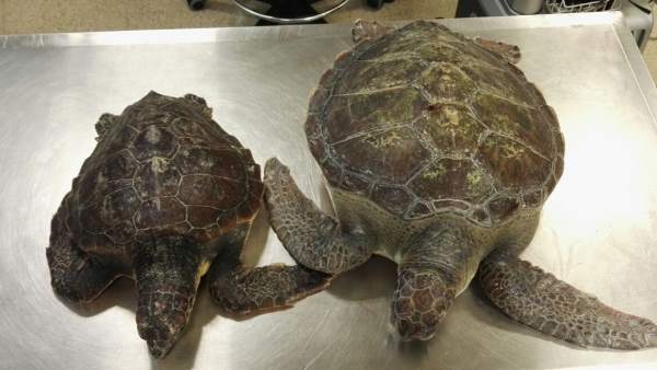 Tortugas Tortugas