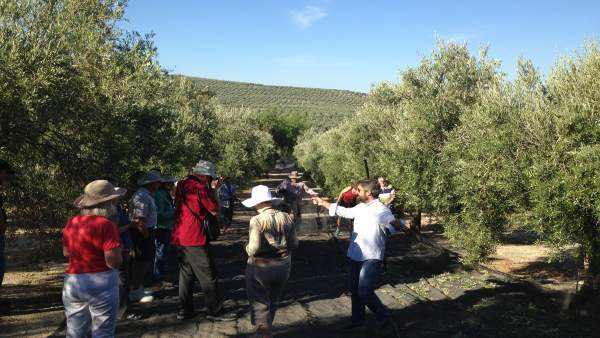 Turistas visitando un tajo de aceituna Turistas visitando un tajo de aceituna