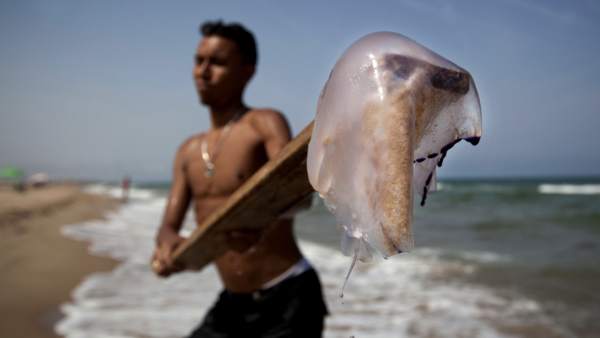 Un joven encuentra una medusa en la playa Un joven encuentra una medusa en la playa