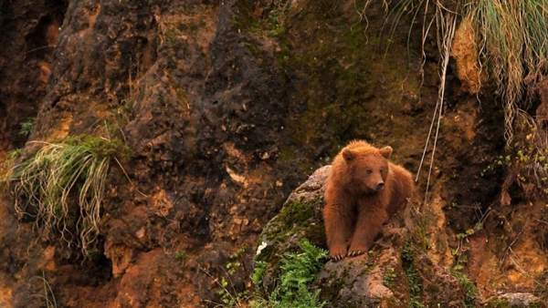 Oso pardo en Cabárceno Oso pardo en Cabárceno