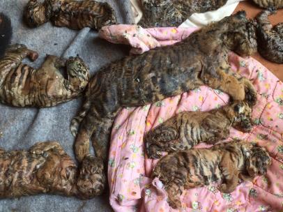 Restos de tigres en el congelador del Templo del Tigre en Tailandia