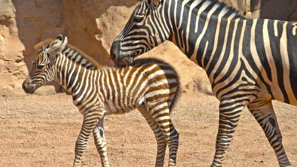 Nace una cebra en Bioparc, la primera de este año Nace una cebra en Bioparc, la primera de este año