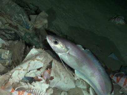 Basura en el fondo del mar
