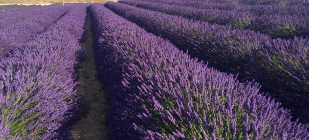 Aromáticas, espliego, flores, plantas, campo
