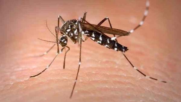 Mosquito zika Mosquito zika