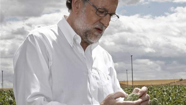 Rajoy en un campo de alcachofas Rajoy en un campo de alcachofas
