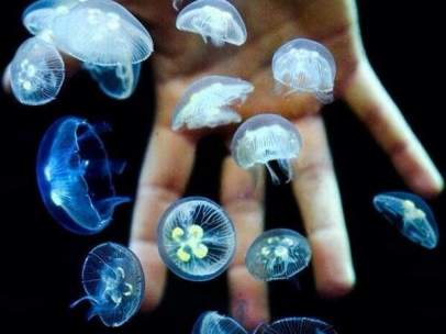 Medusas.