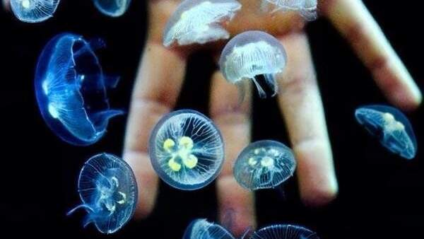 Medusas. Medusas.