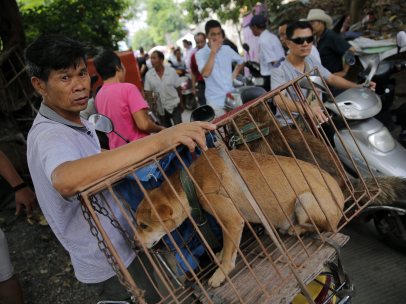 Perros en el mercado