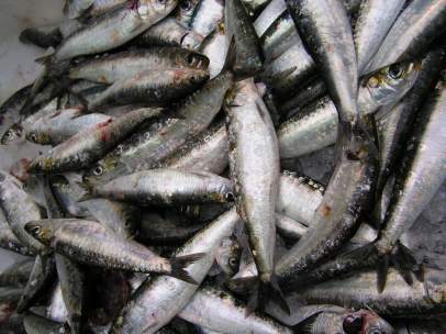 Captura de pescado.