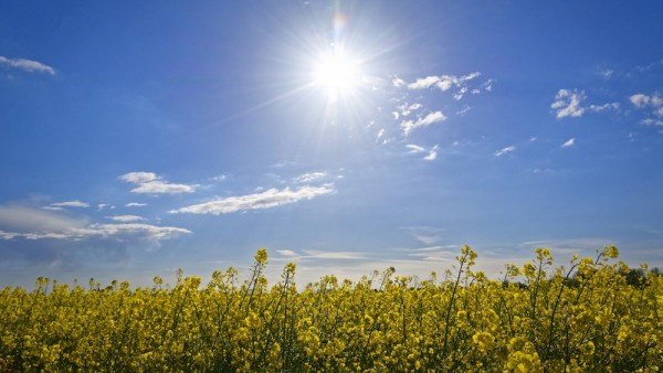 Plantas y sol Plantas y sol