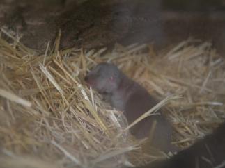 Cria Nutria