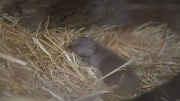 Cria Nutria Cria Nutria