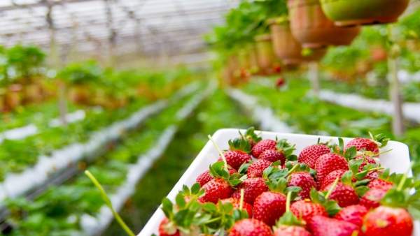 Fresas de Huelva Fresas de Huelva