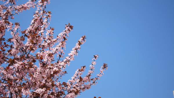 Árbol Con Flores, Primavera, Alergias, Buen Tiempo, Cielo Azul, Aire Árbol Con Flores, Primavera, Alergias, Buen Tiempo, Cielo Azul, Aire